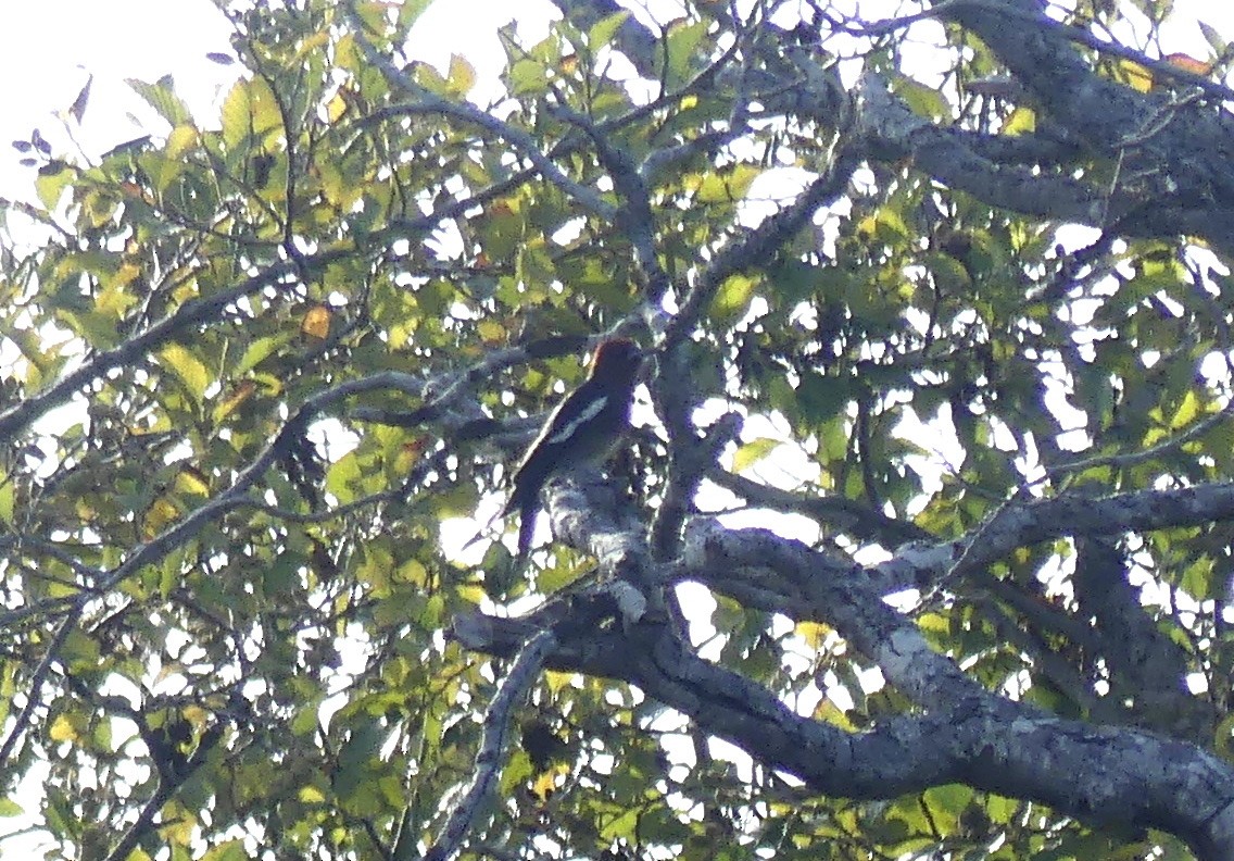 Red-breasted Sapsucker - ML623971357