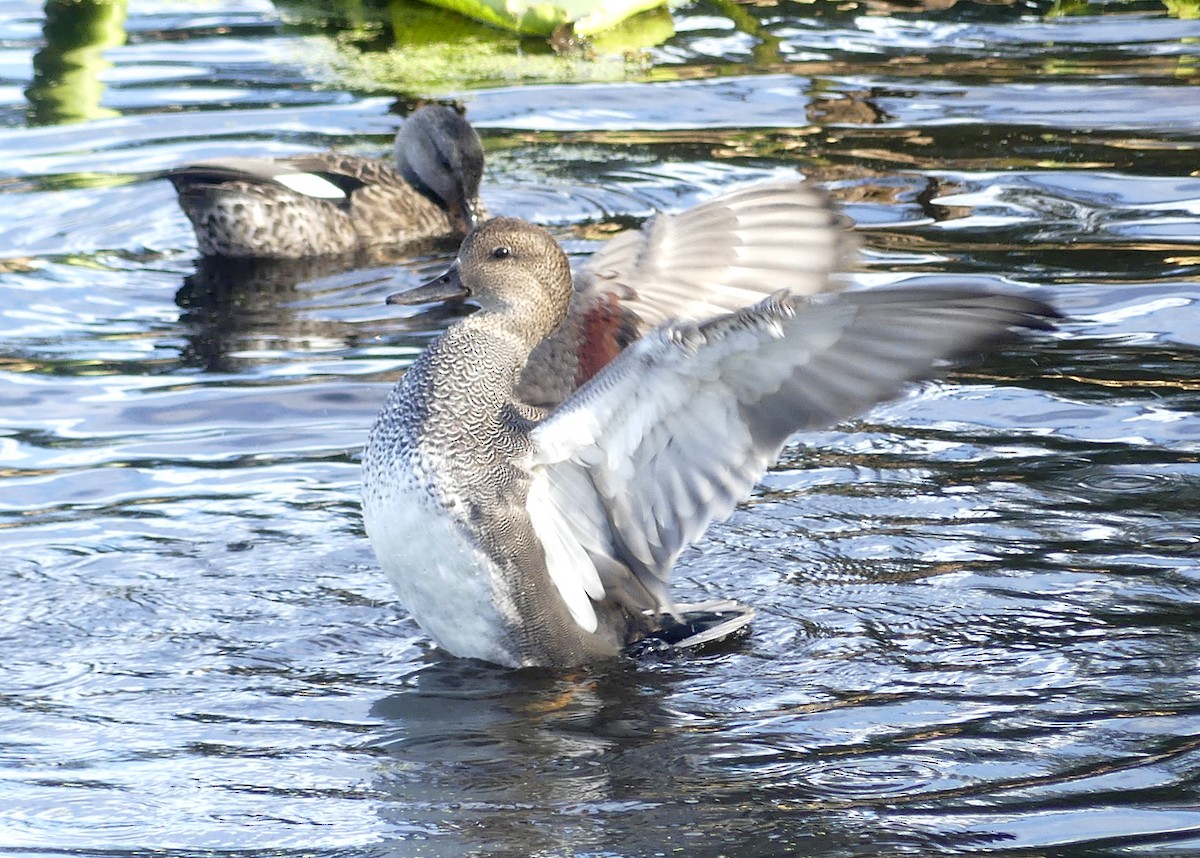 Gadwall - ML623971359