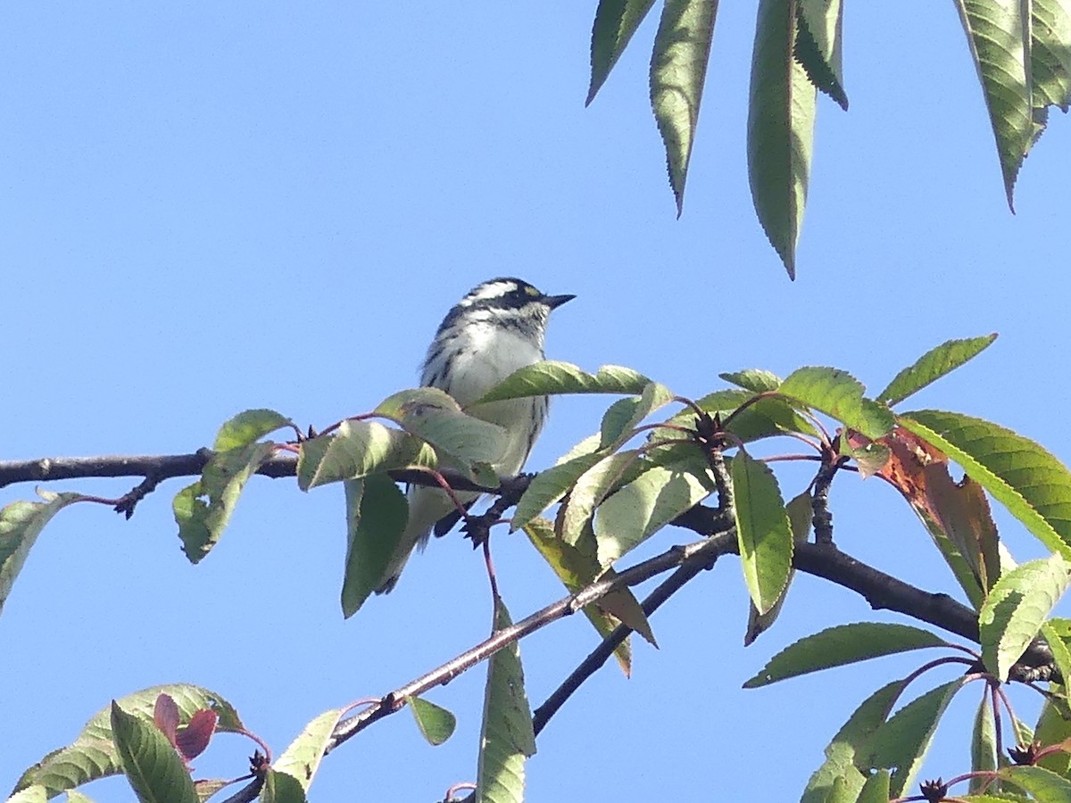 Black-throated Gray Warbler - ML623971361