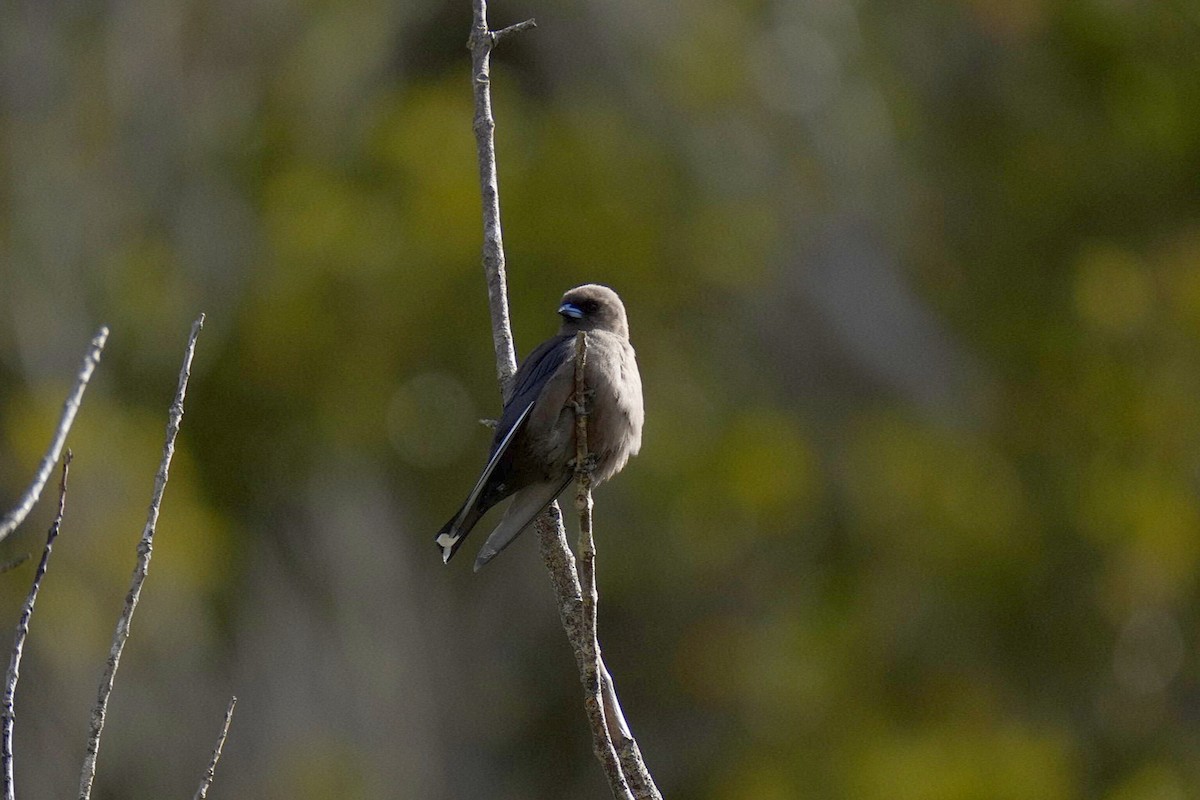 Dusky Woodswallow - ML623971368