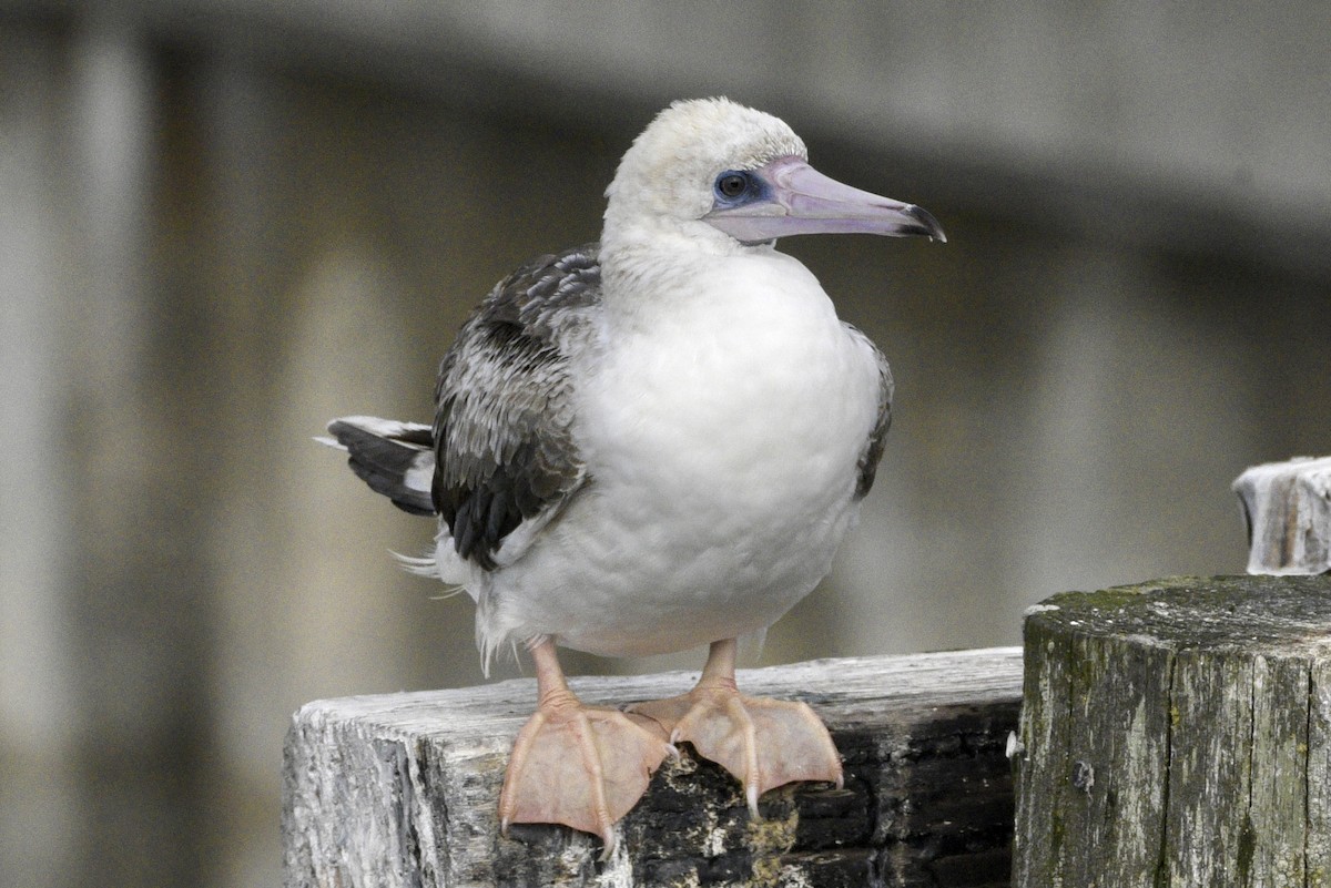 Red-footed Booby - ML623971375