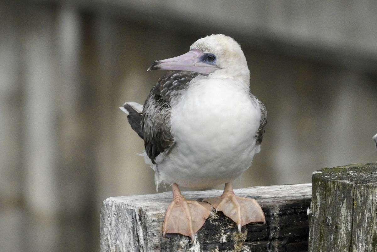 Red-footed Booby - ML623971376