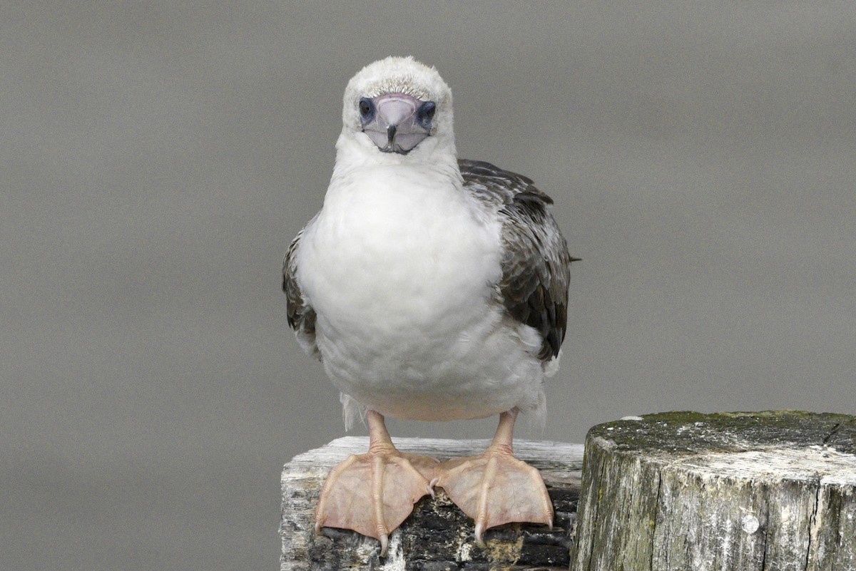 Red-footed Booby - ML623971377