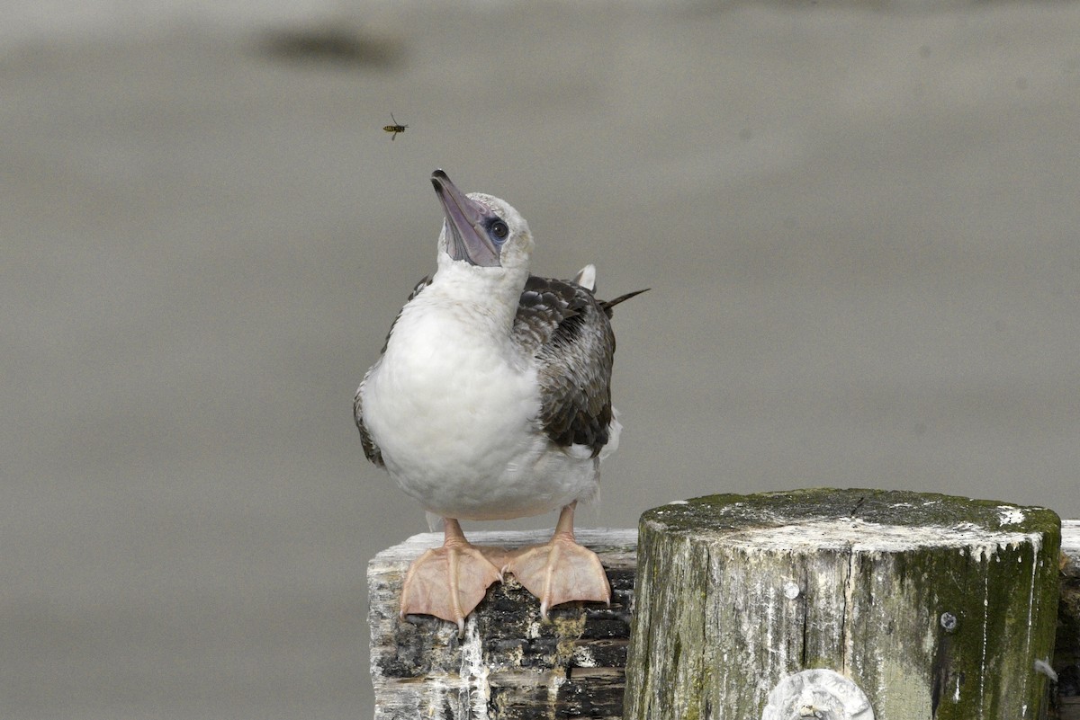 Red-footed Booby - ML623971378