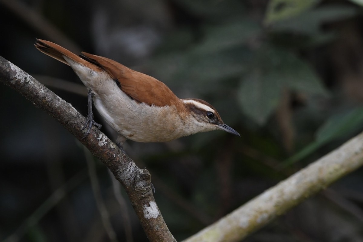 Wing-banded Hornero - Mario Campagnoli