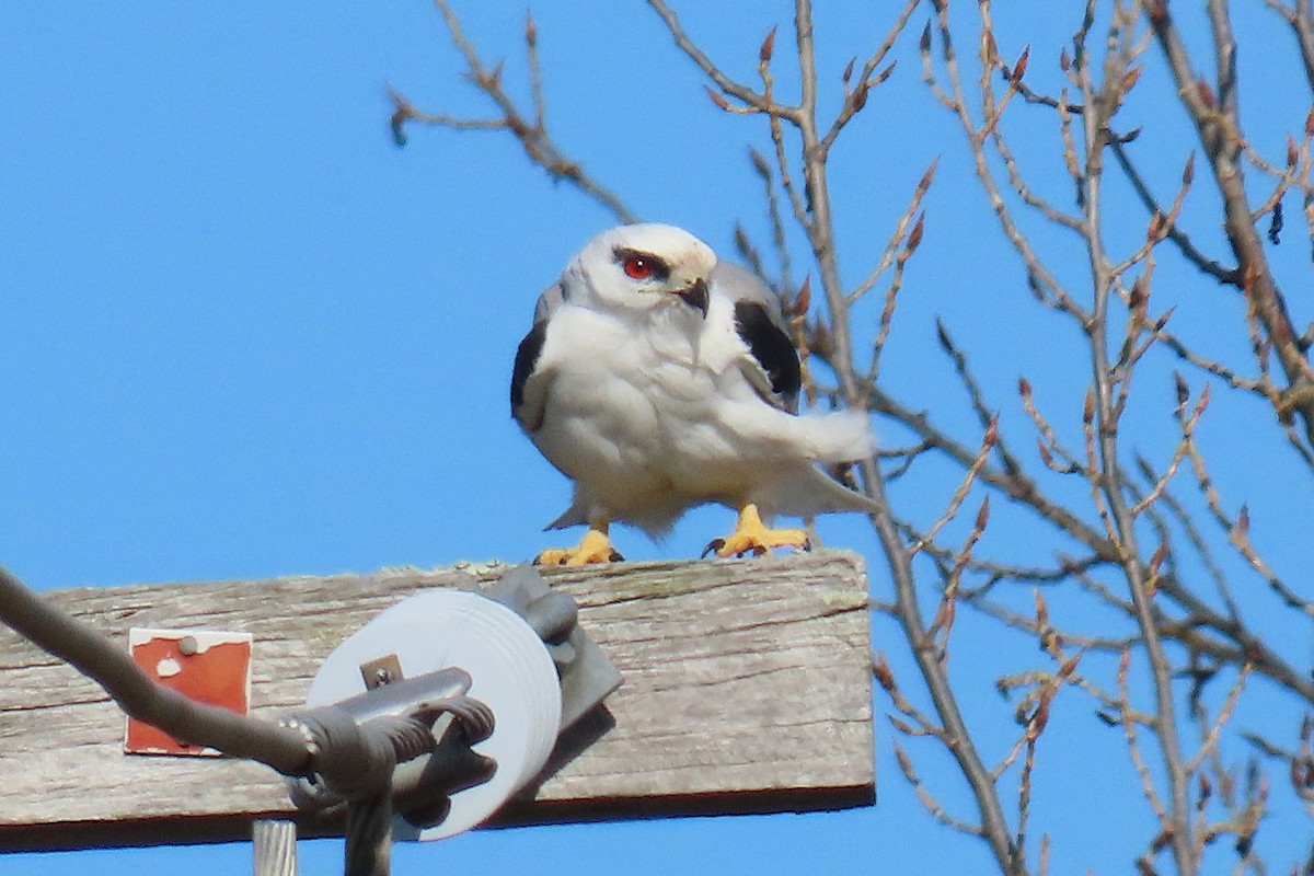 Black-shouldered Kite - ML623971394