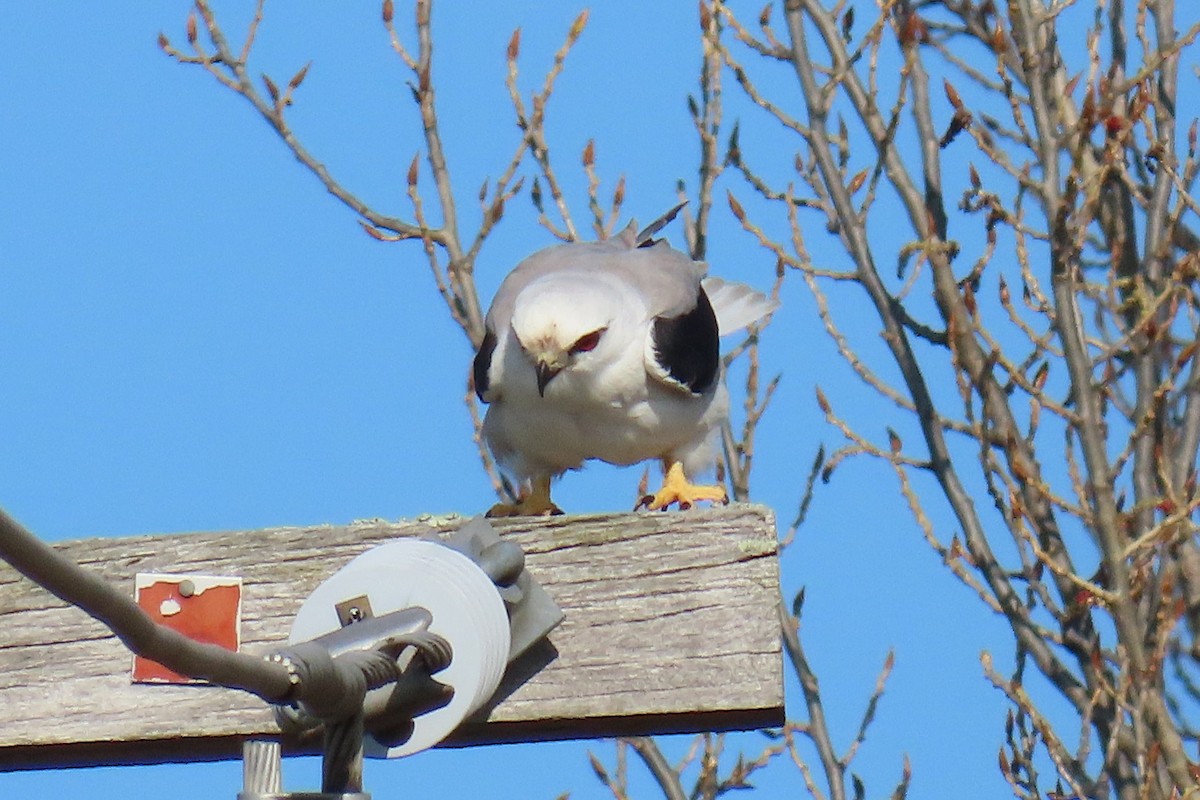 Black-shouldered Kite - ML623971395