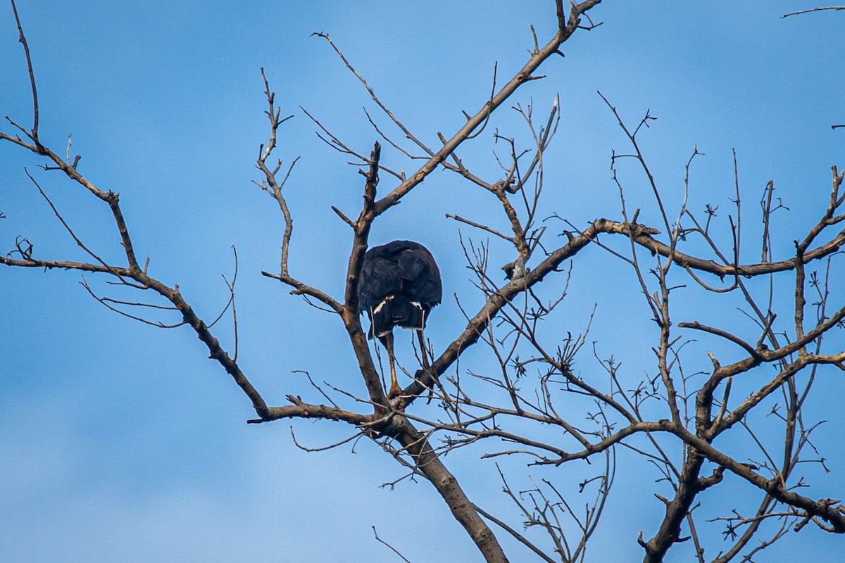 Great Black Hawk - ML623971400