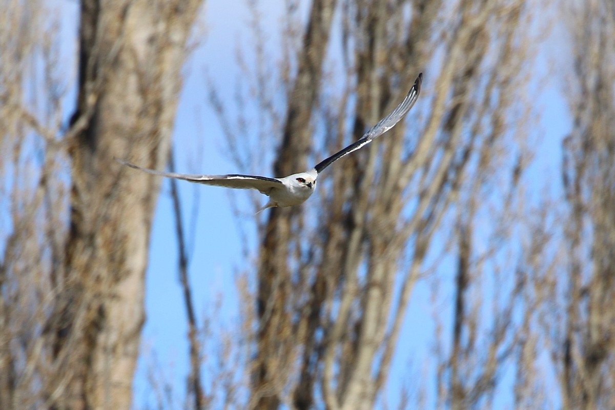 Black-shouldered Kite - ML623971401