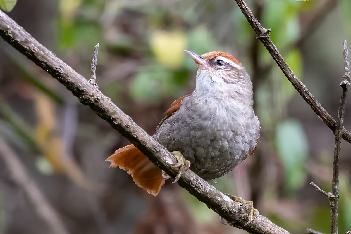 Line-cheeked Spinetail - ML623971407