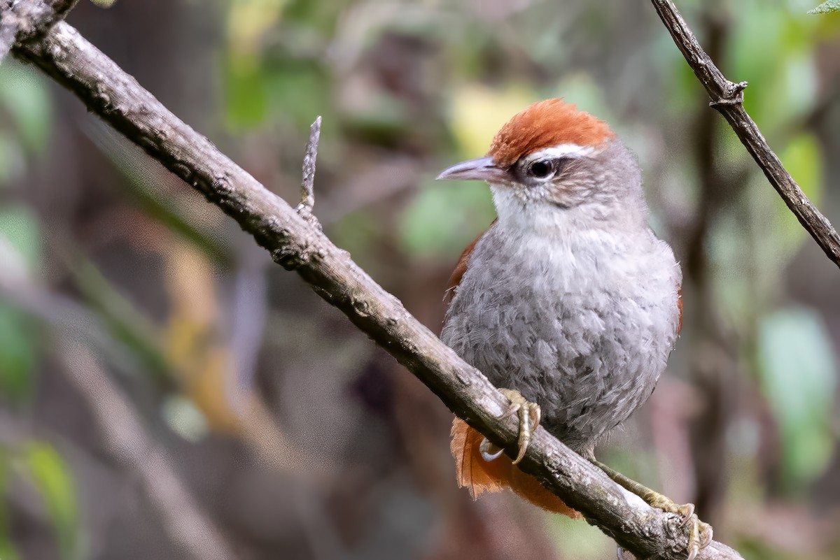 Line-cheeked Spinetail - ML623971408