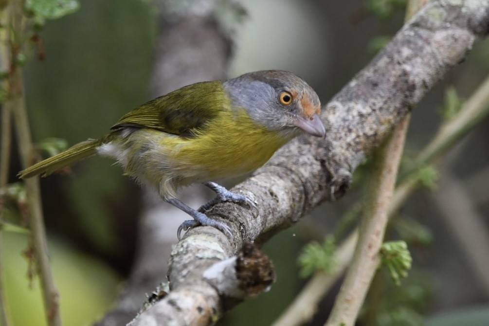 Rufous-browed Peppershrike - ML623971432