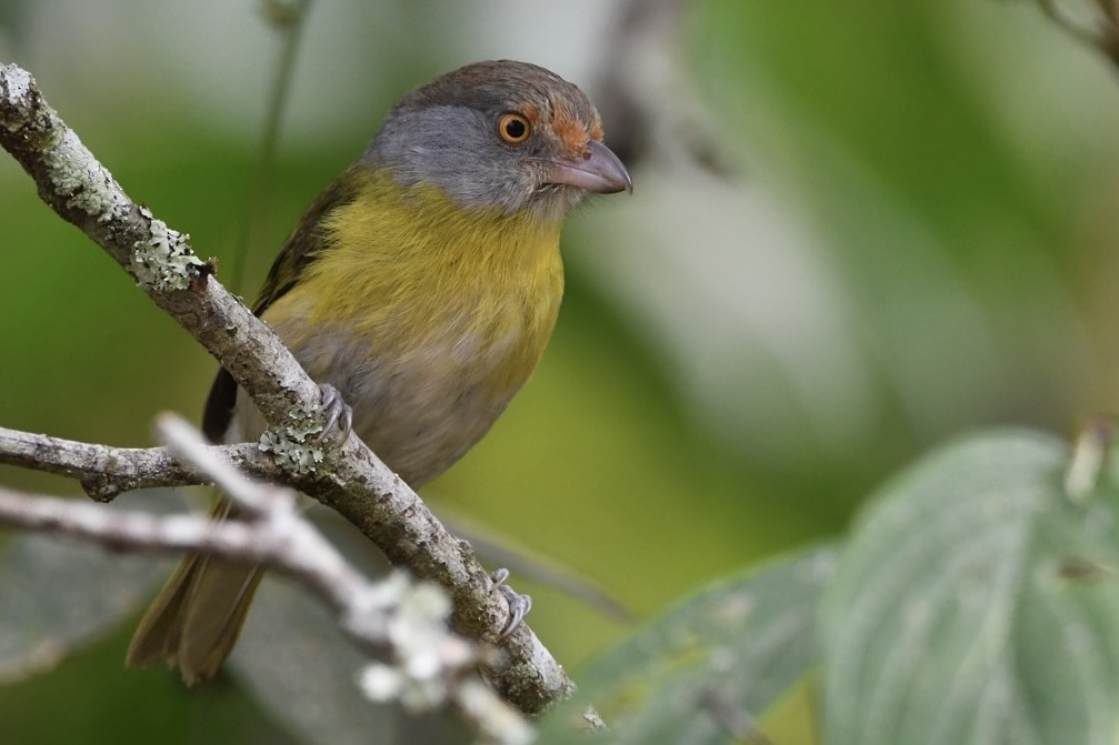 Rufous-browed Peppershrike - ML623971433