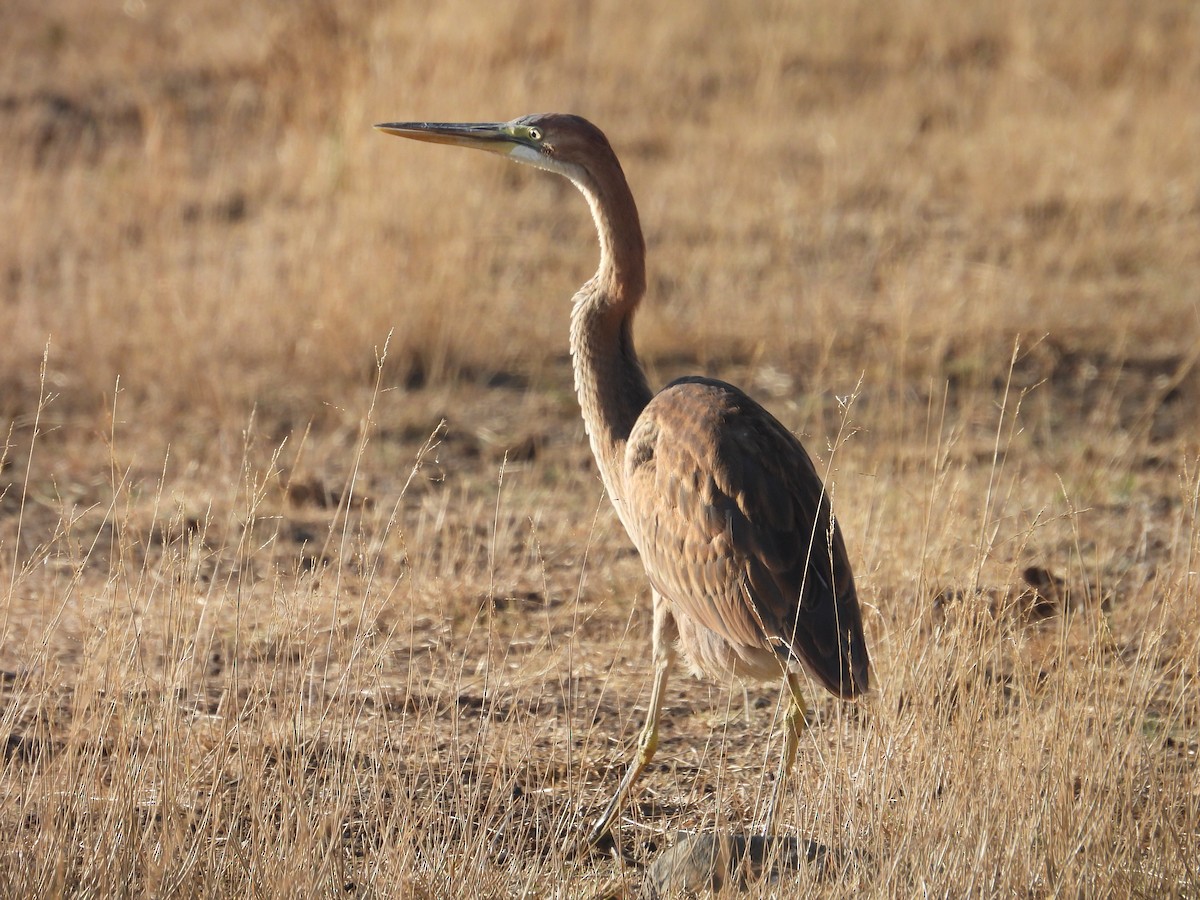 Purple Heron - ML623971434