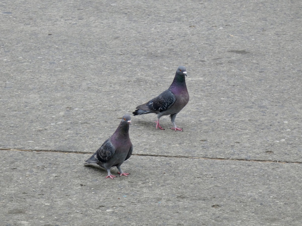 Rock Pigeon (Feral Pigeon) - ML623971441