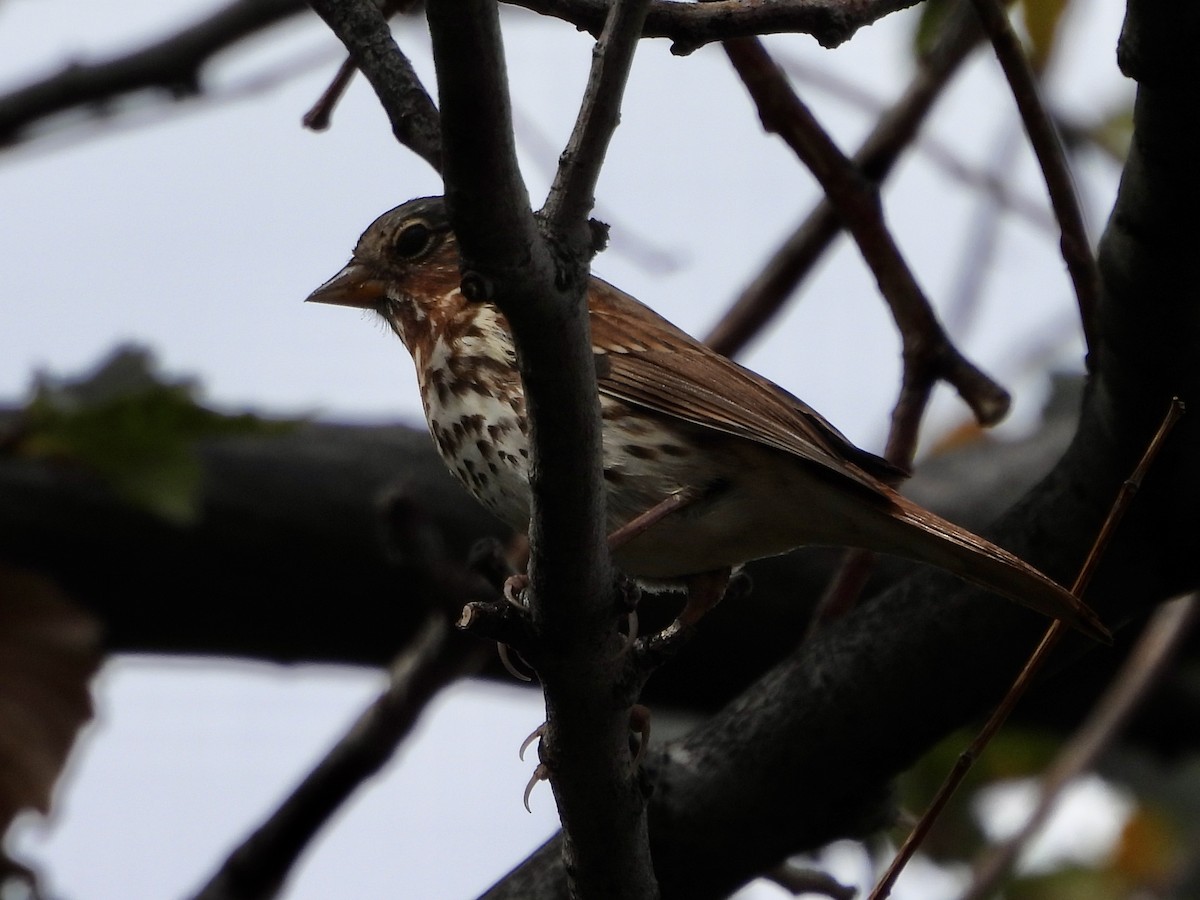 Fox Sparrow (Red) - Jeffrey Olsson