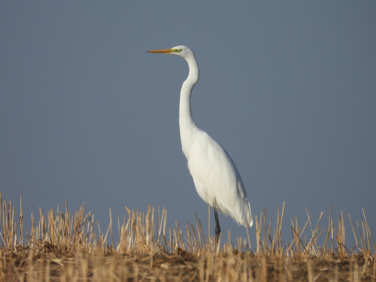 Great Egret - ML623971471