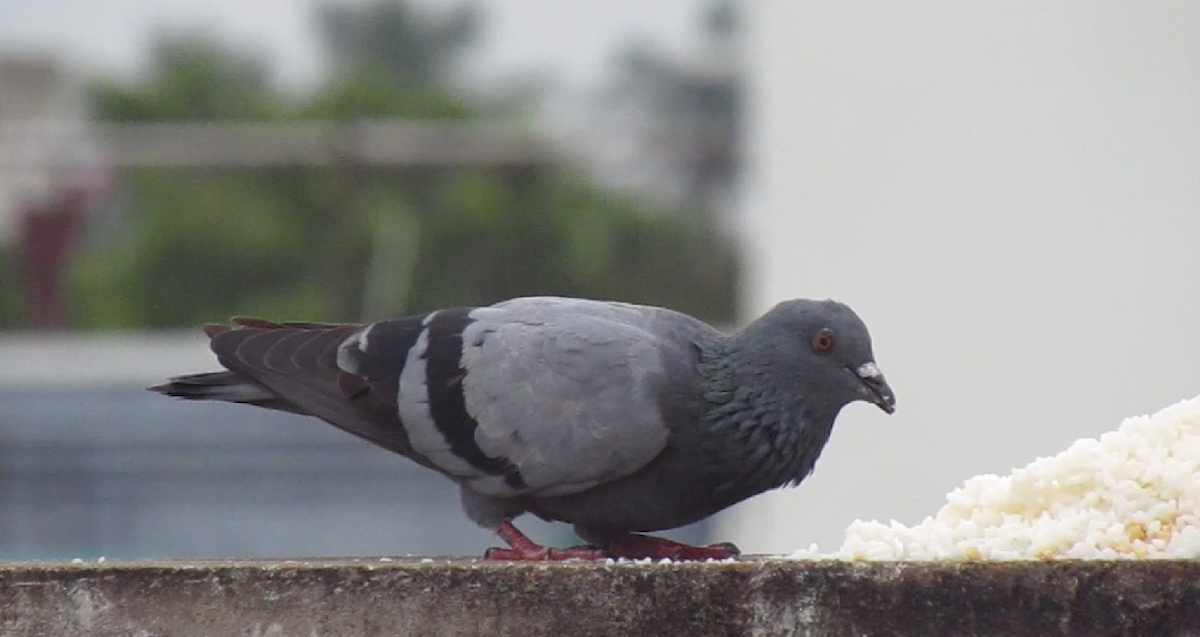 Rock Pigeon (Feral Pigeon) - ML623971473