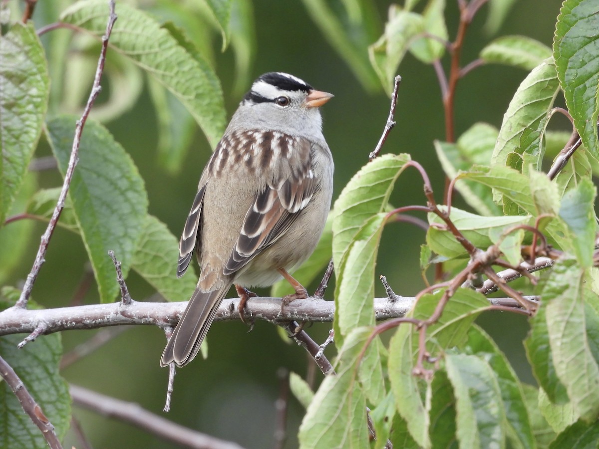 White-crowned Sparrow - Jeffrey Olsson