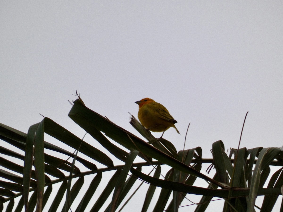 Saffron Finch - ML623971497