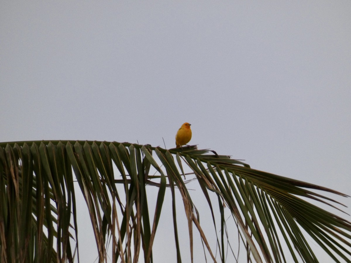 Saffron Finch - ML623971498