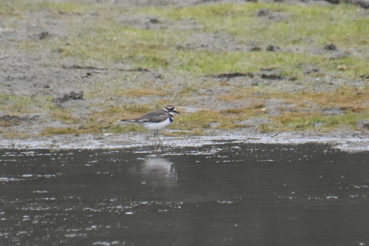 Killdeer - ML623971517