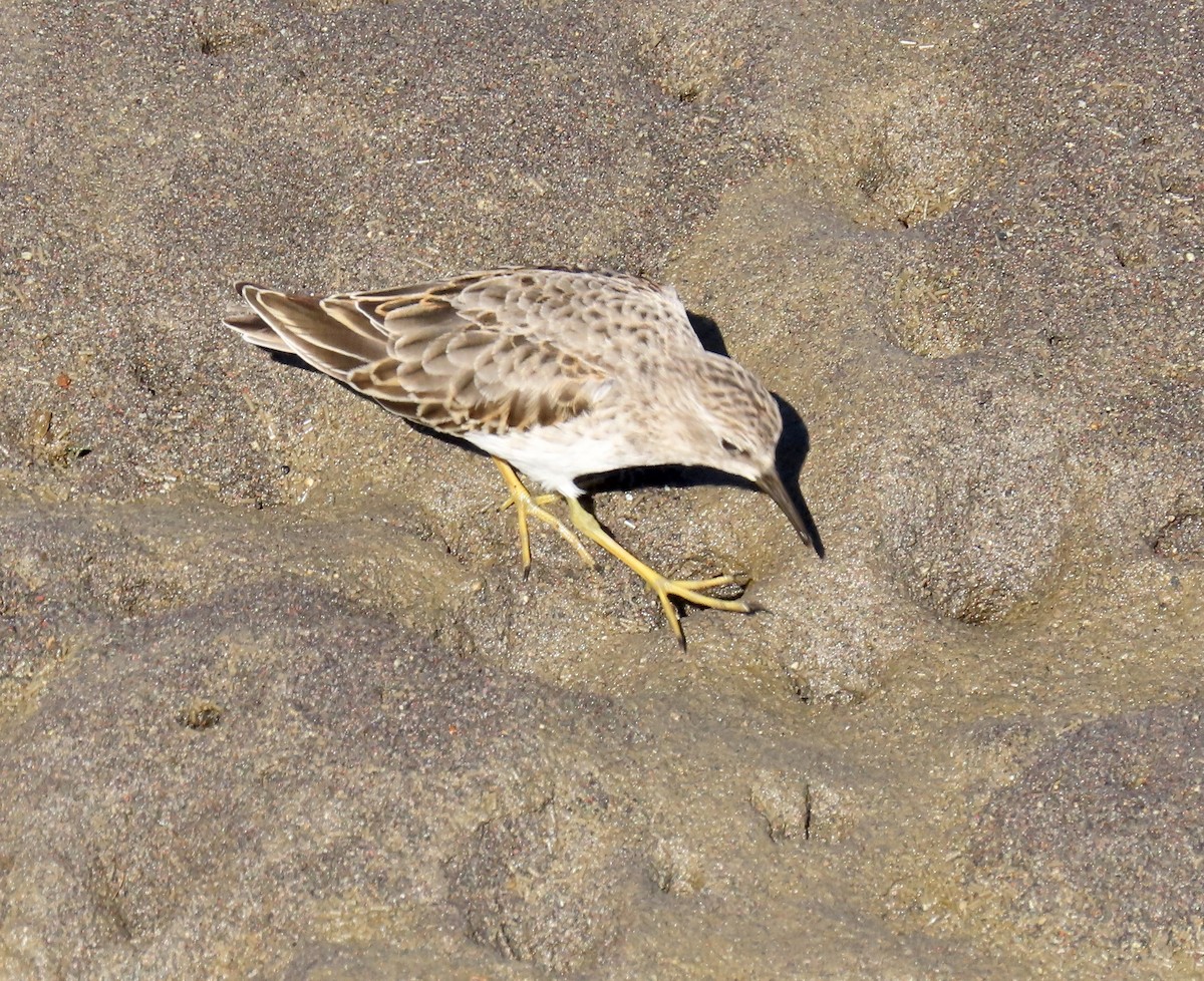 Least Sandpiper - ML623971518