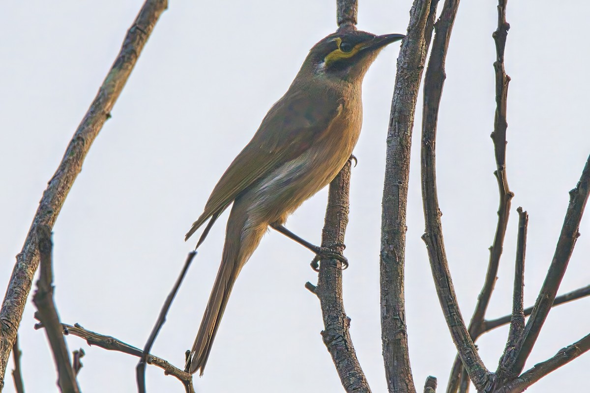 Yellow-faced Honeyeater - ML623971523