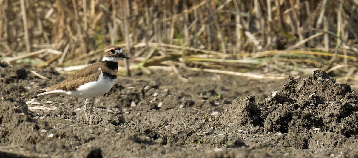 Killdeer - ML623971541