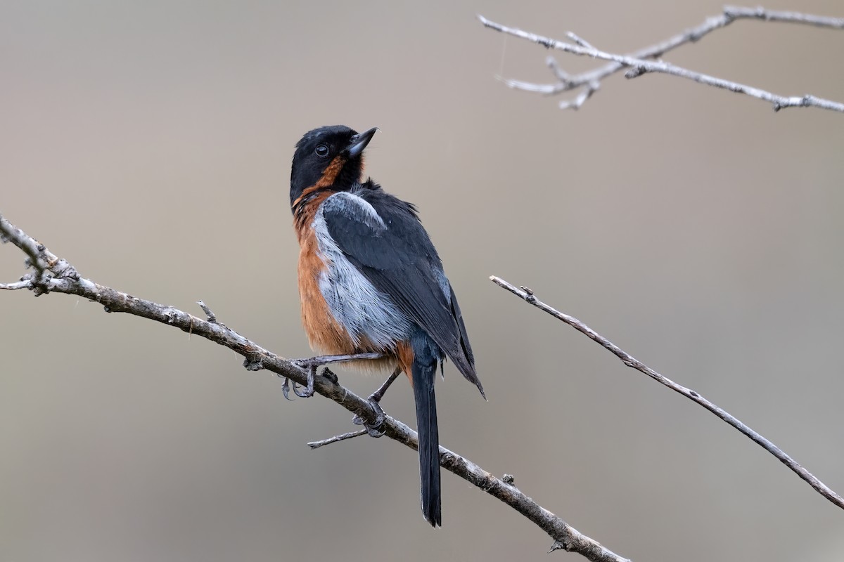 Black-throated Flowerpiercer - ML623971559