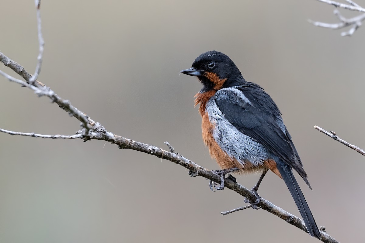 Black-throated Flowerpiercer - ML623971560