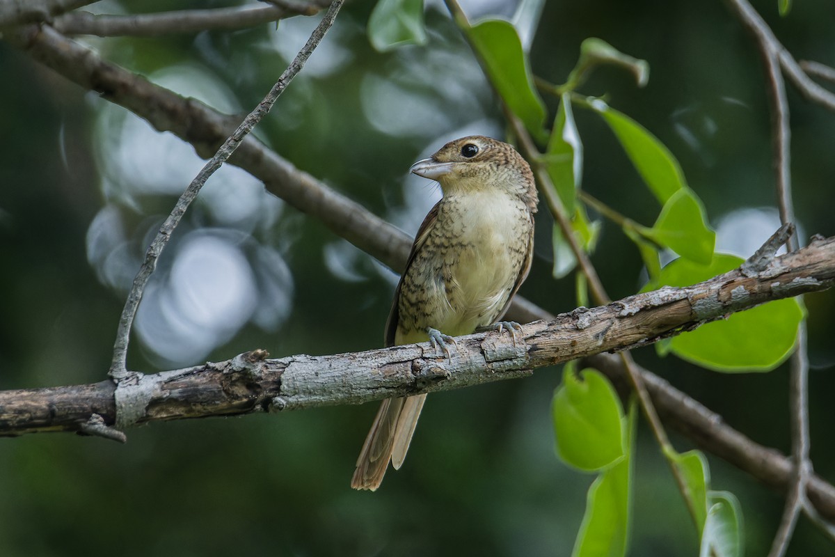 Tiger Shrike - ML623971609