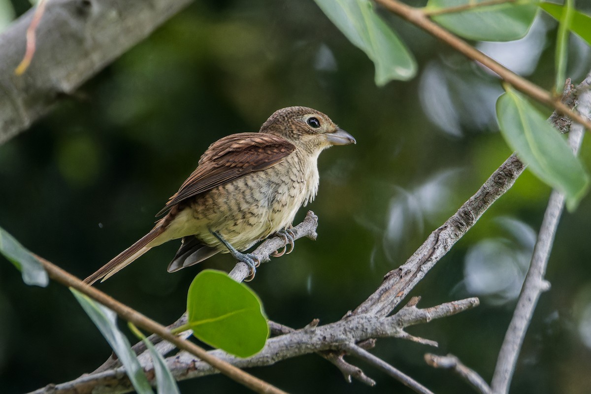 Tiger Shrike - ML623971610