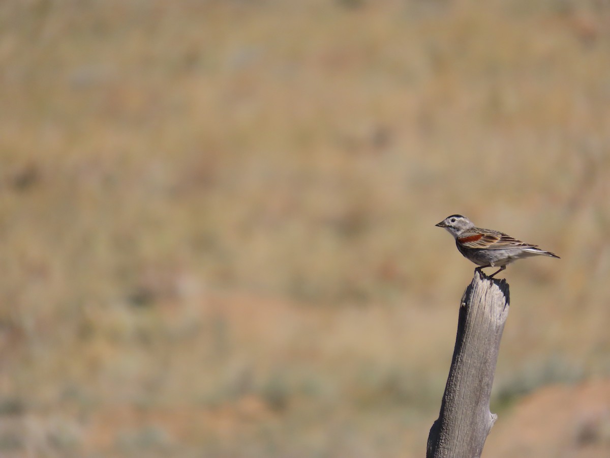 Thick-billed Longspur - ML623971620