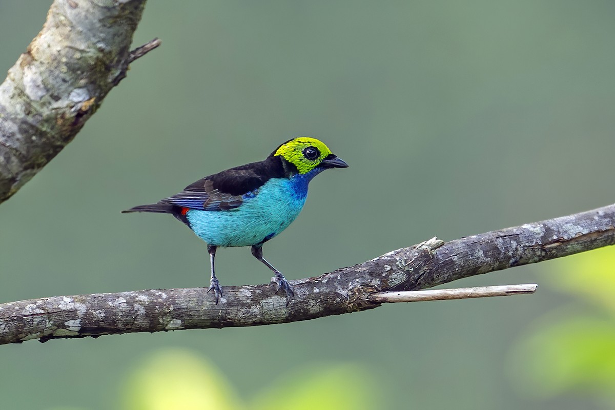 Paradise Tanager - ML623971626