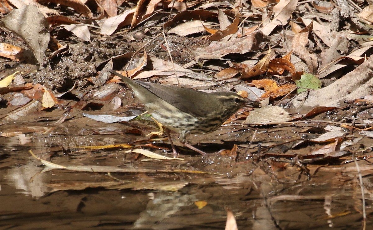 Northern Waterthrush - ML623971628