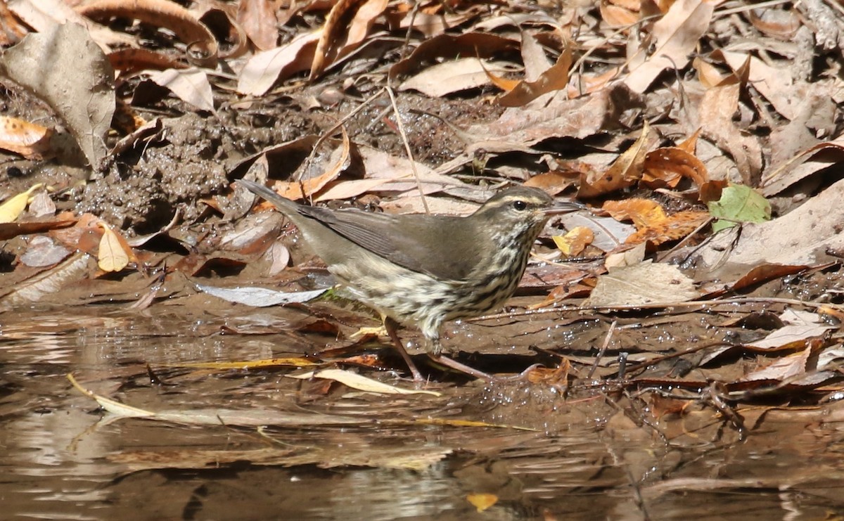 Northern Waterthrush - ML623971629
