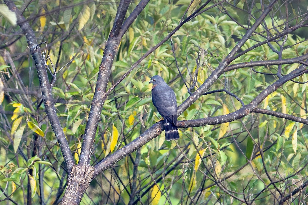 Double-toothed Kite - ML623971633