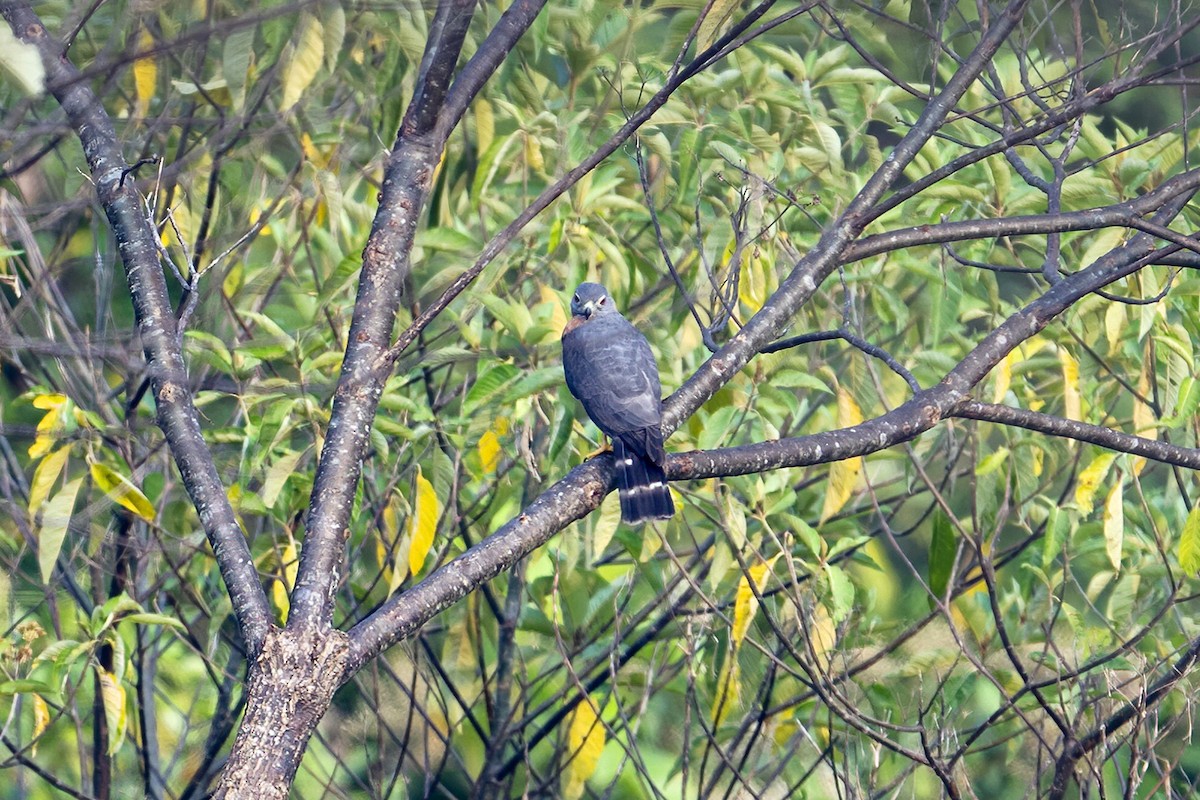 Double-toothed Kite - ML623971634