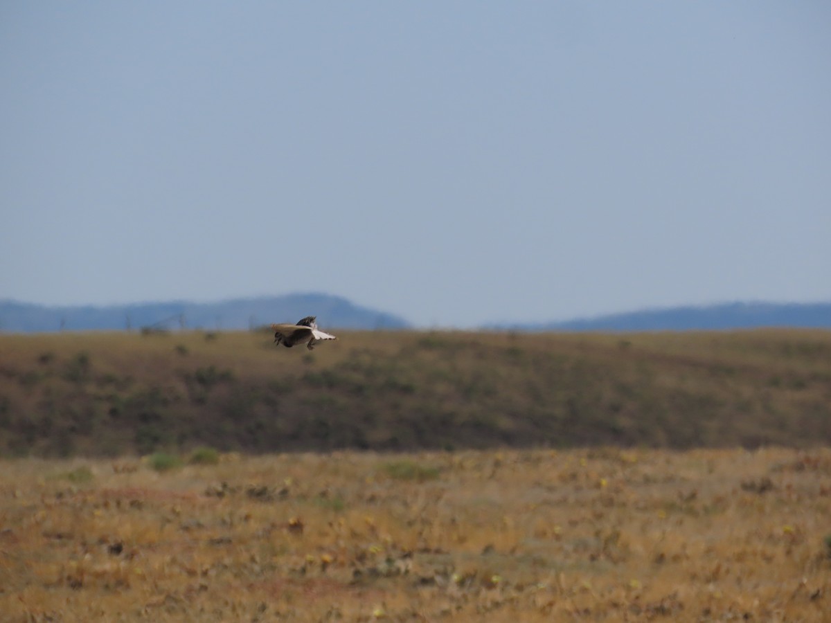 Thick-billed Longspur - ML623971635