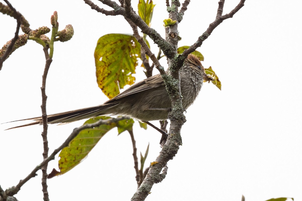 Rusty-crowned Tit-Spinetail - ML623971653