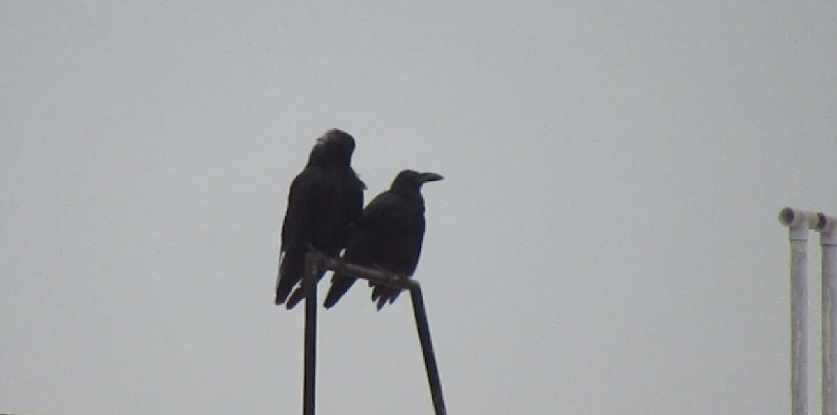 Large-billed Crow - ML623971670