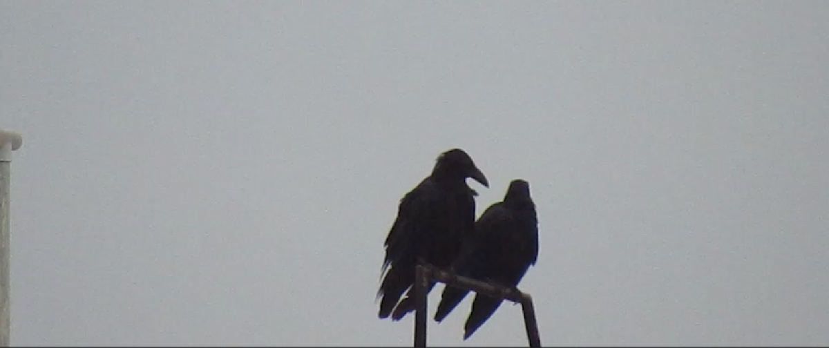 Large-billed Crow - ML623971674