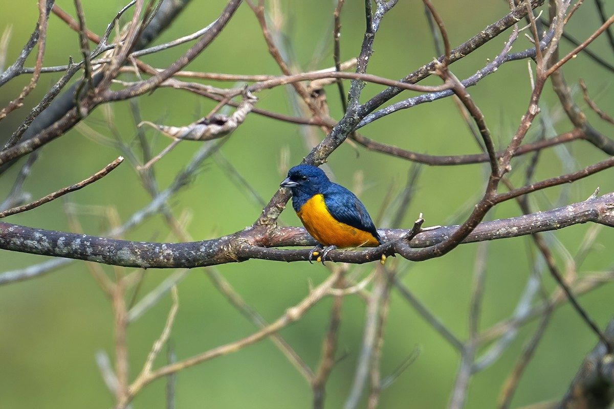 Rufous-bellied Euphonia - Su Li