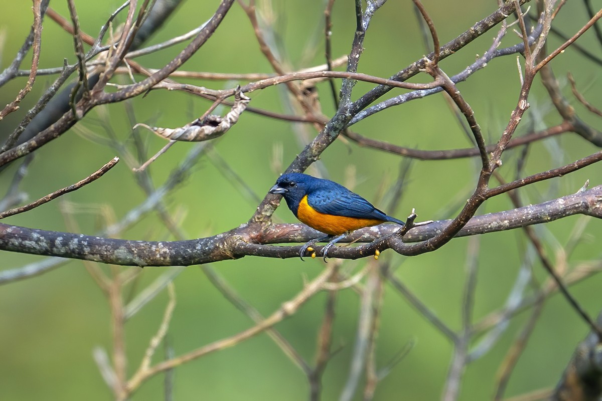 Rufous-bellied Euphonia - ML623971677