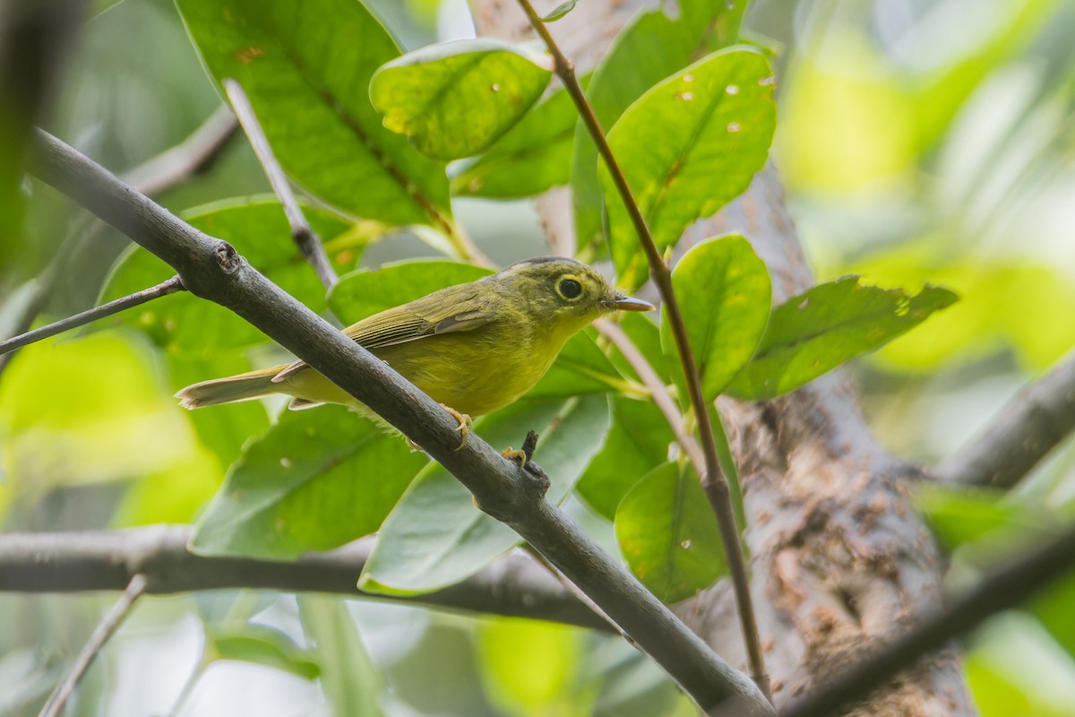 Alström's Warbler - ML623971684