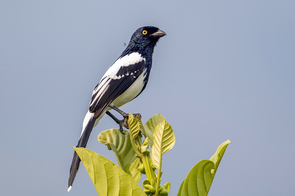 Magpie Tanager - ML623971687