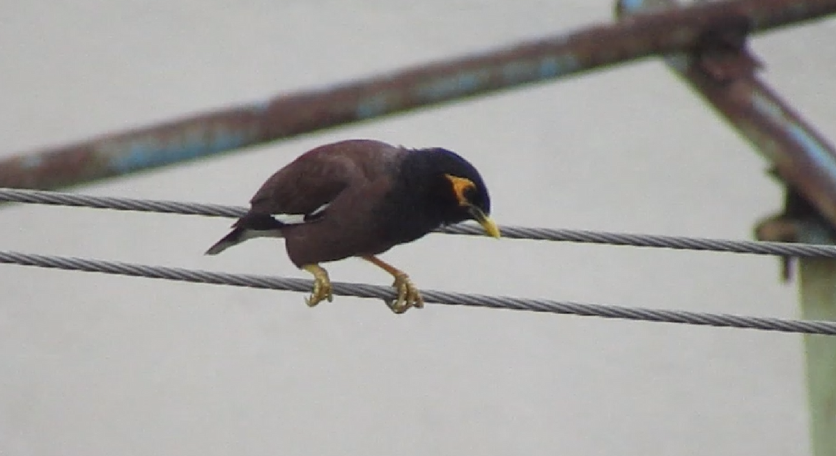 Common Myna - ML623971697