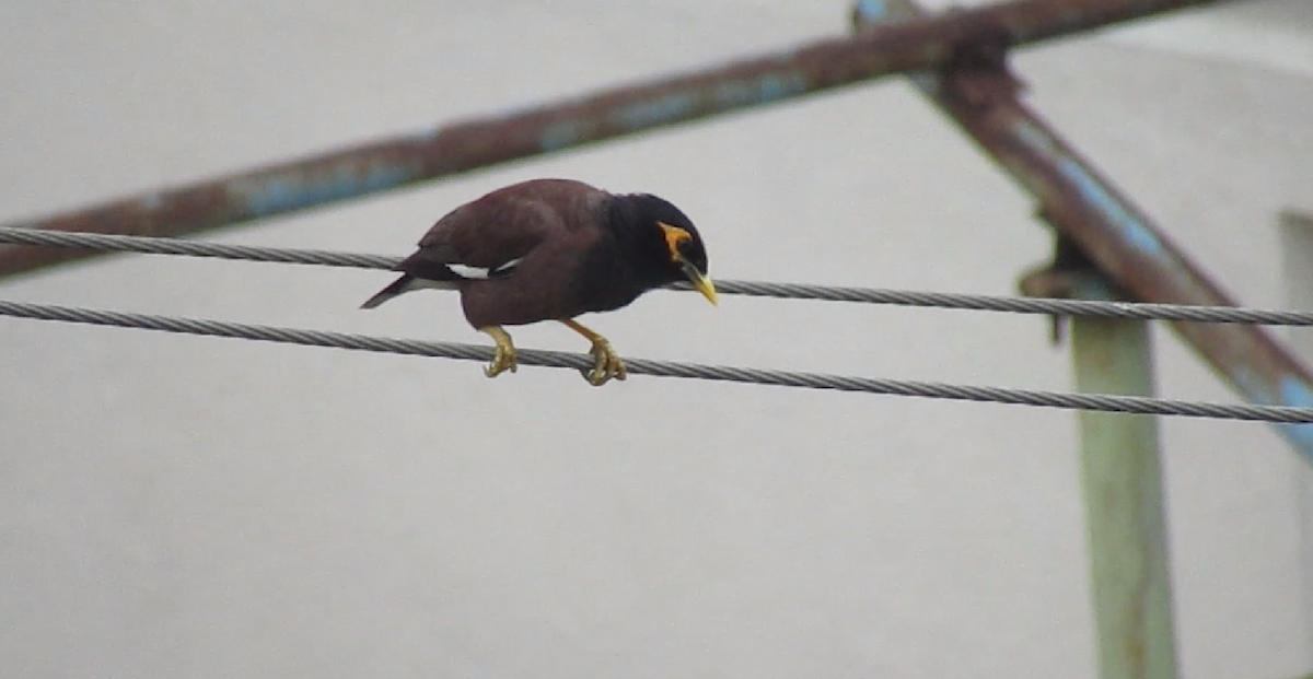 Common Myna - ML623971703