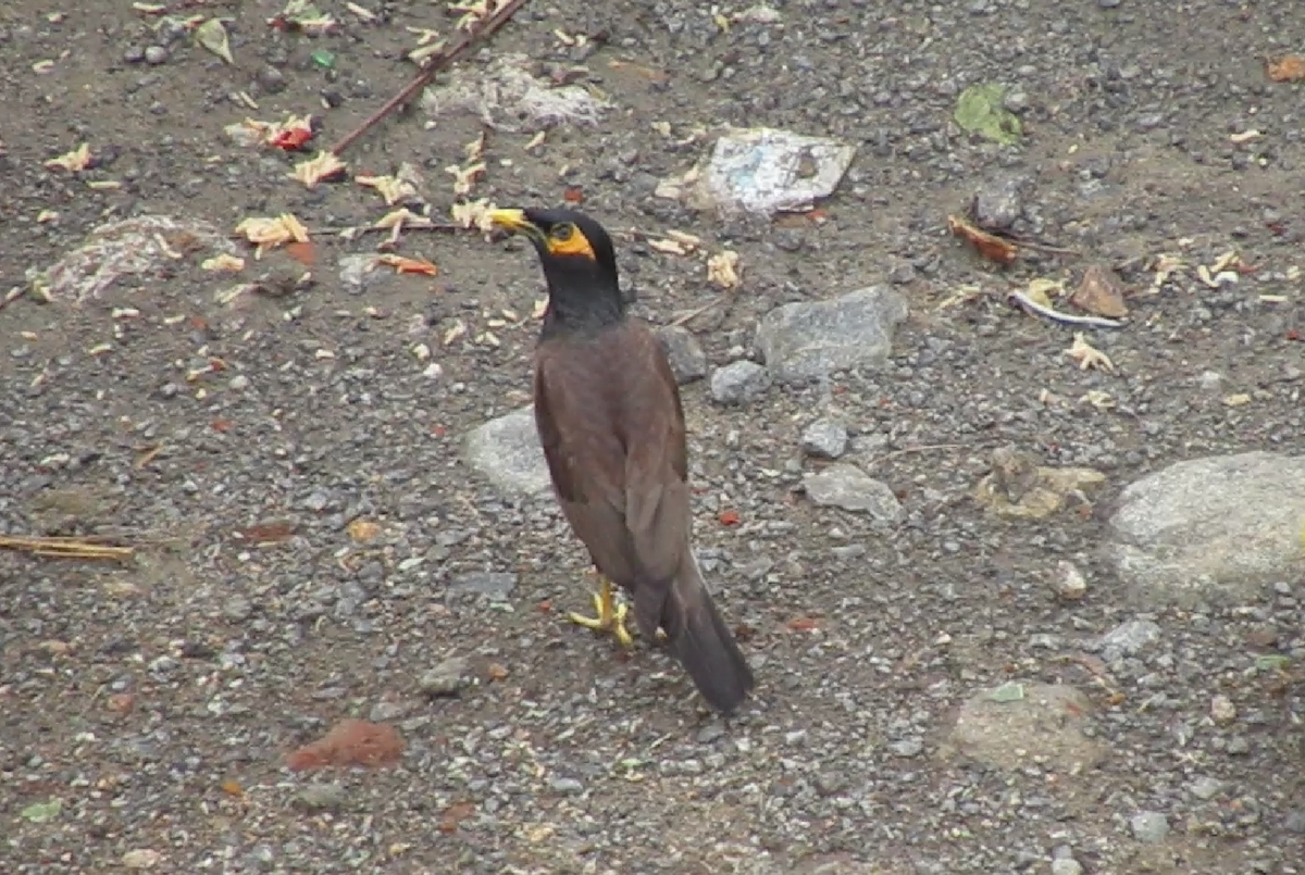 Common Myna - ML623971708